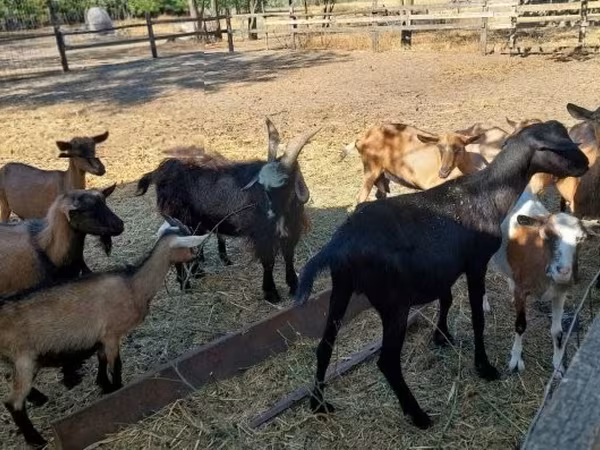 公山羊, Alpine goat