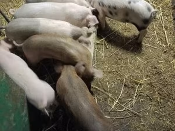 Sow, Pigs — Hungary