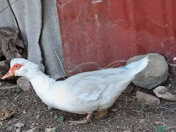 pato criollo doméstico