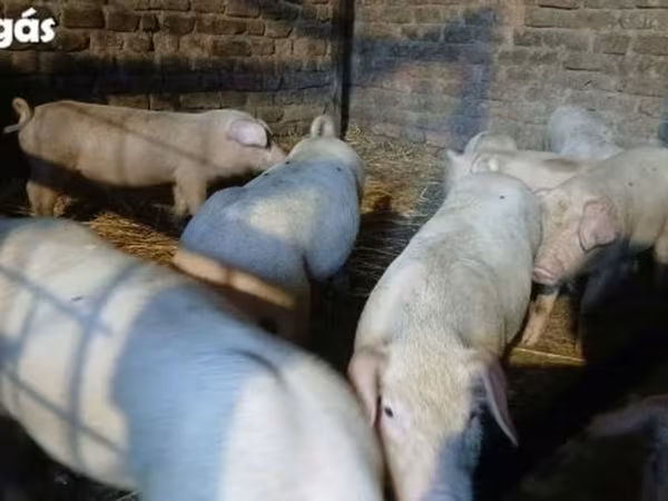 Pigs (batch, sex not specified), Pigs — Hungary