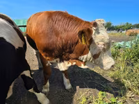 Taureau, Swiss cattle — photo 5