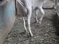 Nőstény kecske, Saanen goat — 7. fotó