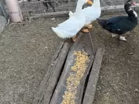 Ducks — foto 3