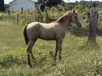 Hengst, Kentucky mountain daddle horse — Foto 7