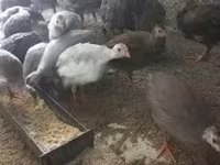 Guinea fowl — photo 5