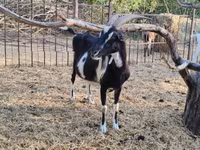 母山羊, Toggenburg goat — 照片 8