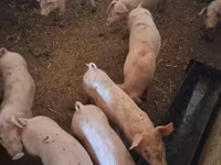 Sow, Pigs — photo 3