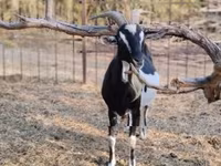 母山羊, Toggenburg goat — 照片 5