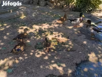 Ducks — Foto 3