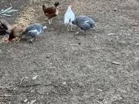 Guinea fowl — 照片 1