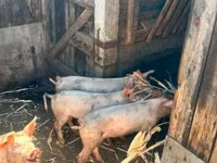 Boar, Крупная белая — photo 6