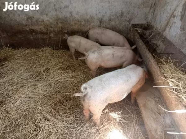 Sow, Pigs