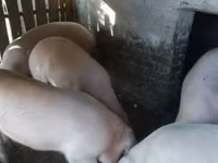 公猪, Крупная белая — 照片 1