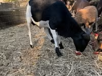 公羊, Cameroon sheep — 照片 8