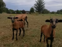 भेड़, Cameroon sheep — फ़ोटो 1