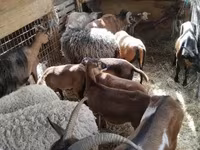 Schaf, Cameroon sheep — Foto 1