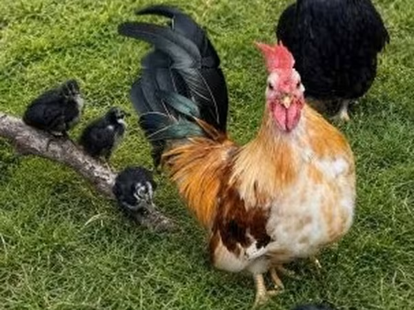 Japanese Bantam — Hungary