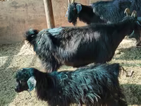 Cabro, Cabras — foto 6