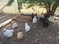 Chickens — photo 1