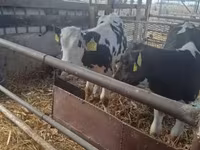 Bika, Russian Black pied cattle — 4. fotó