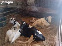 Bika, Russian Black pied cattle — 3. fotó