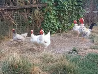 Chickens — photo 4