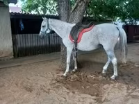 At, Atlar — foto 8