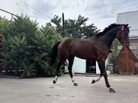حصان, Thoroughbred horse — الصورة 3
