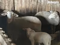 Ram, Sheep — photo 2