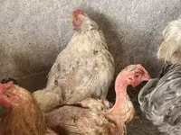 Brahma — foto 2