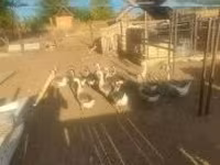 Geese — 2-сурет