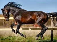 Kanca, Horse breed — 5. fotó