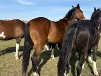فرس, Dutch warmblood horse — الصورة 4