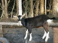 公山羊, Goats — 照片 3