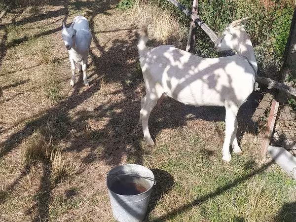 Nőstény kecske, LaMancha goats