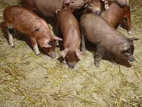 Pigs (batch, sex not specified), Дюрок — photo 3