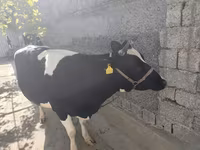 母牛, Russian Black pied cattle — 照片 3