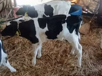 Toro, Russian Black pied cattle — foto 2