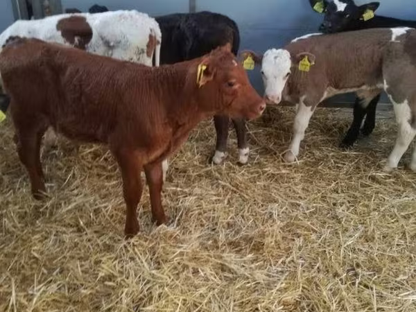 Bika, Limousin tehén