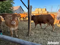 Kuh, Limousin-Kuh — Foto 4