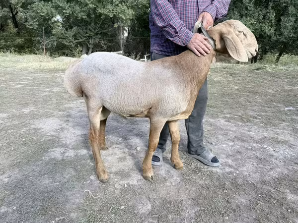 公羊, Arashan sheep