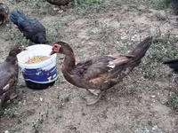 Domestic Muscovy — photo 1