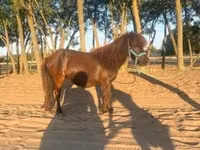 Mare, Horses — photo 1