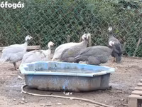 Guinea fowl — फ़ोटो 2