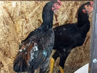 Chickens — zdjęcie 7