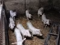 Disznók (tétel, nem megadva), Sertések — 4. fotó