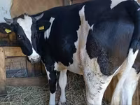 Vaca, Russian Black pied cattle — foto 1