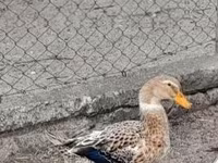 Ducks — photo 1