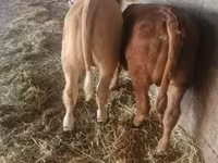 ثور, Charolais cattle — الصورة 3