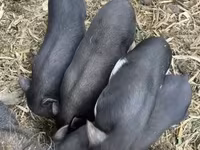 मादा सूअर, सूअर — फ़ोटो 4